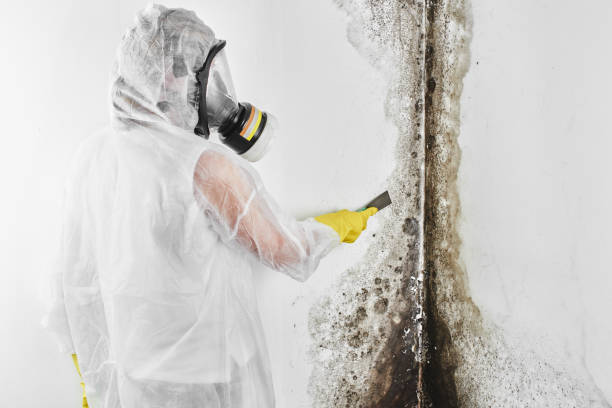 Best Mold Removal Specialists  in Springville, IA
