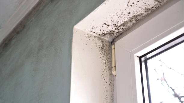 Best Black Mold Removal  in Springville, IA