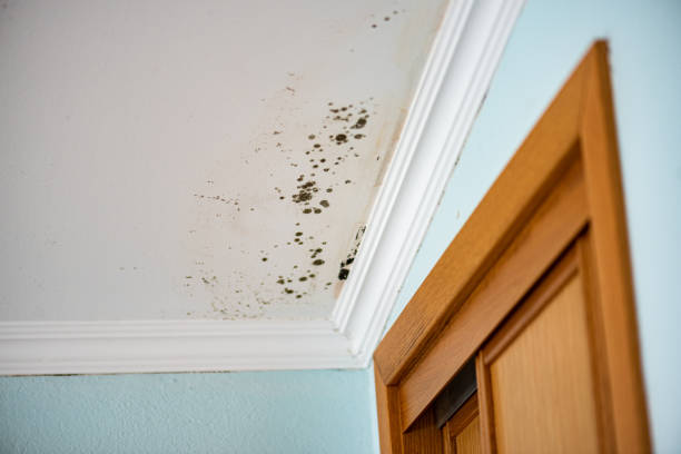 Home Mold Removal in Springville, IA