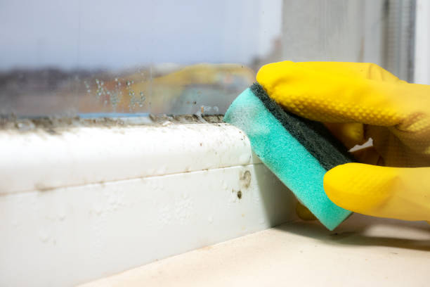 Best Commercial Mold Removal  in Springville, IA