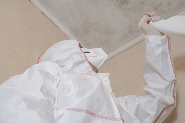 Best Best Mold Removal Companies  in Springville, IA