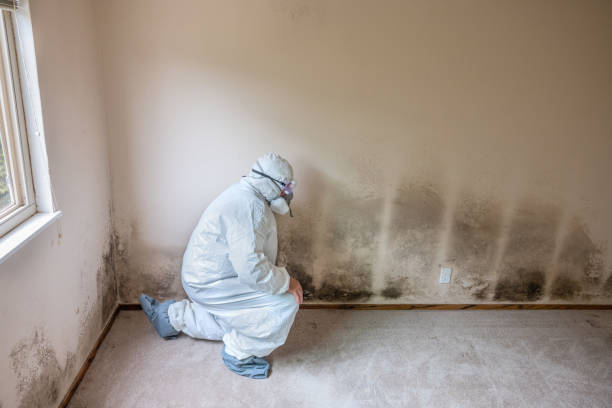 Attic Mold Removal in Springville, IA