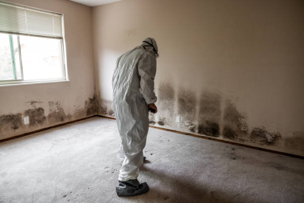Best Mold Testing  in Springville, IA