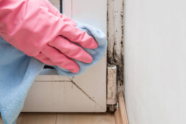 Best Crawl Space Mold Removal  in Springville, IA
