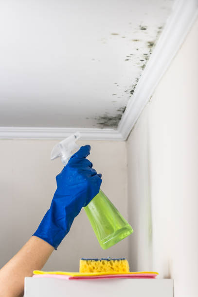Best Certified Mold Removal  in Springville, IA