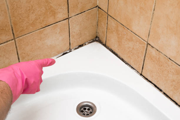 Trusted Springville, IA Mold Removal Experts